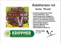 Salatherzen rot